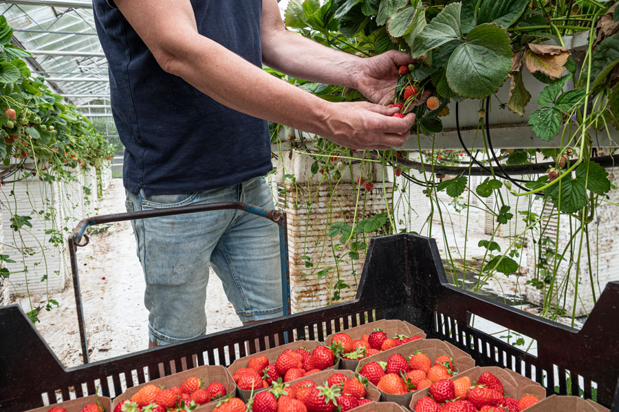 man-picking-strawberries man-picking-strawberries